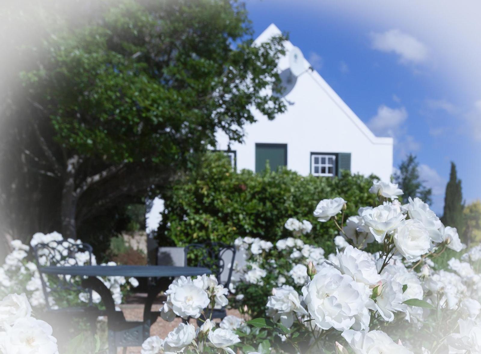 Sanddrif Stellenbosch Guest Farm Esterno foto